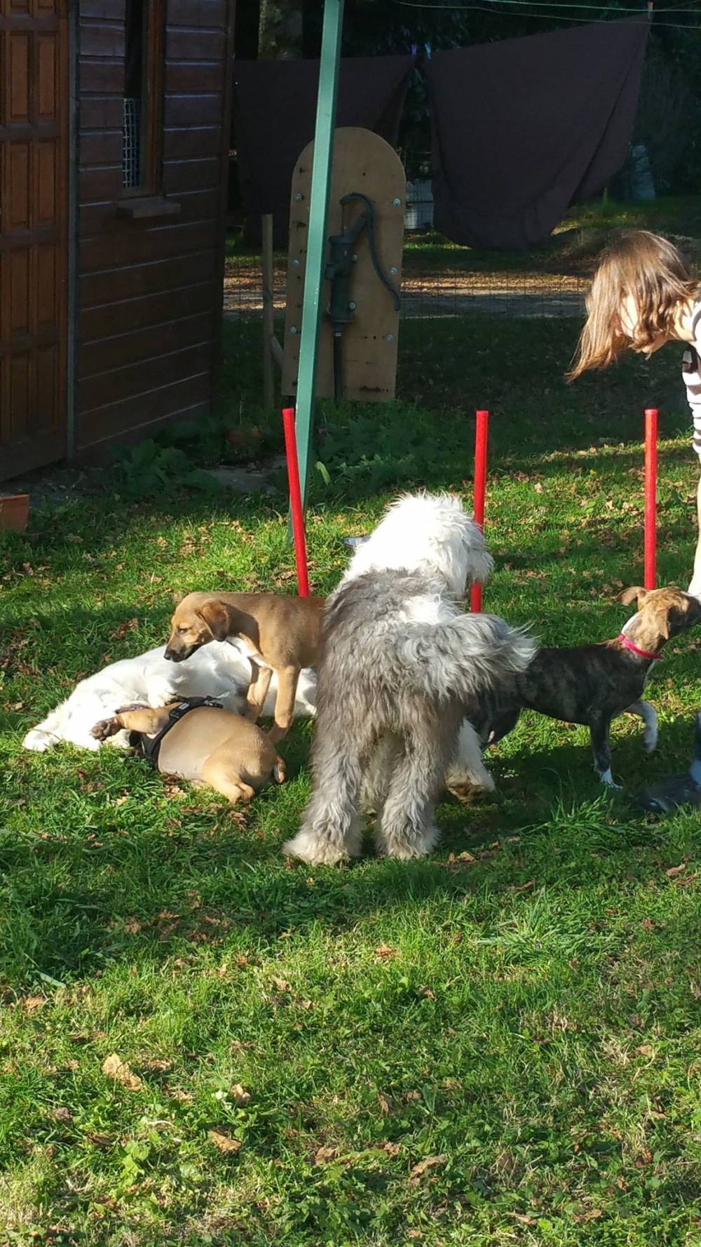  éducateur canin Colpo, comportementaliste canin Colpo, éducation canine Colpo,  comportement canin Colpo