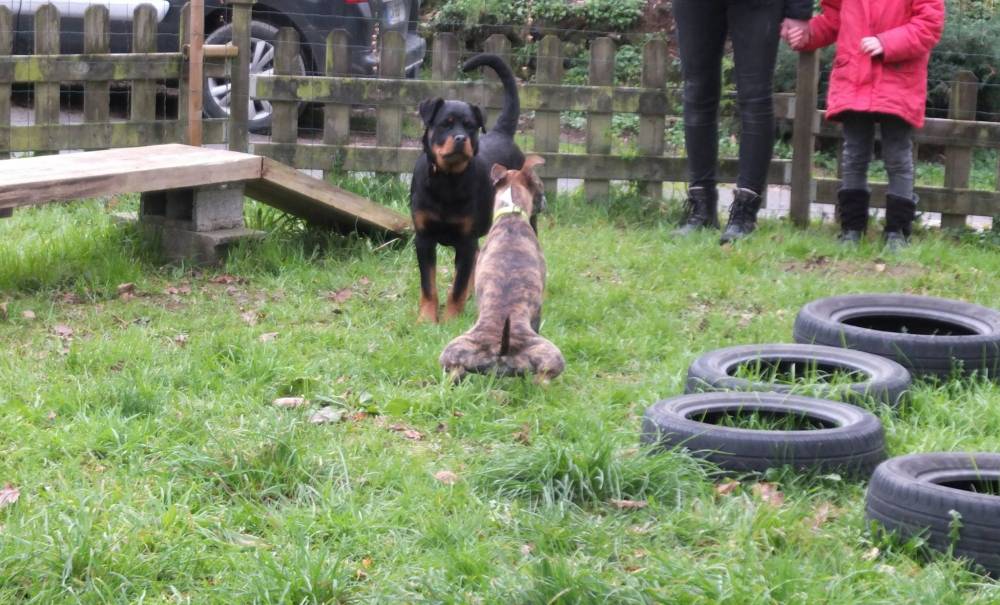 éducateur canin Crac’h, comportementaliste canin Crac’h, éducation canine Crac’h,  comportement canin Crac’h