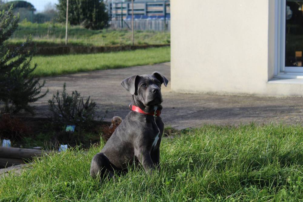 Education canine Quiberon