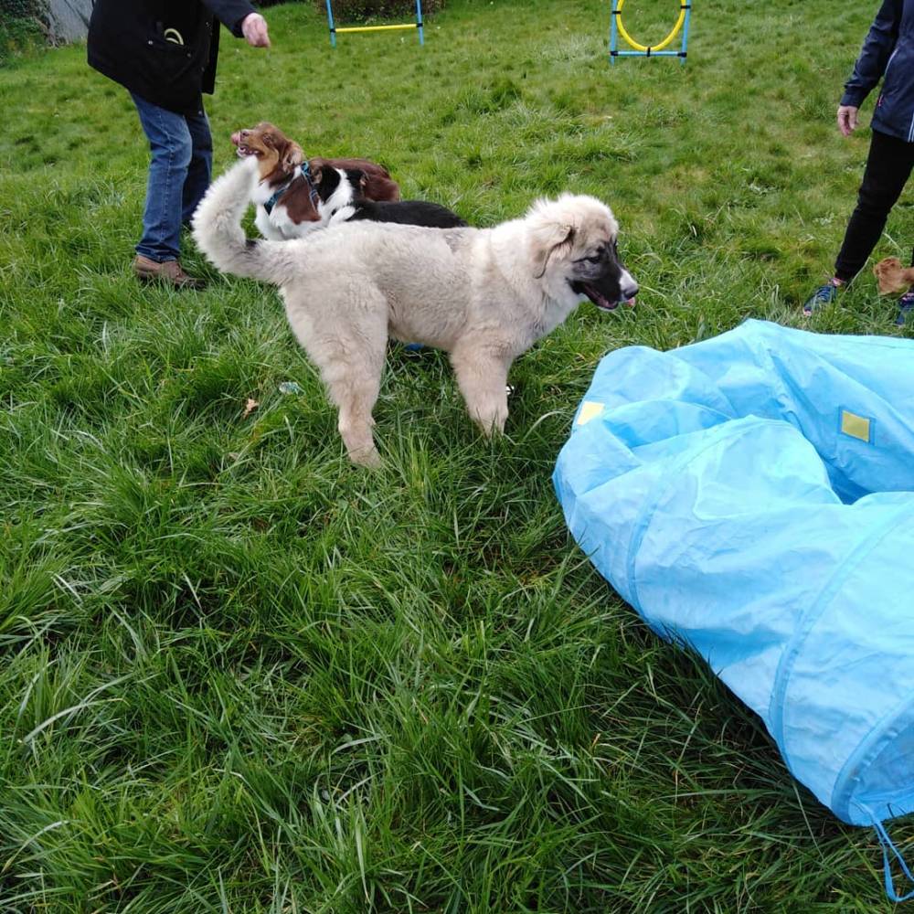 Comportementaliste Canin Plouharnel - Dressage chiot/chien