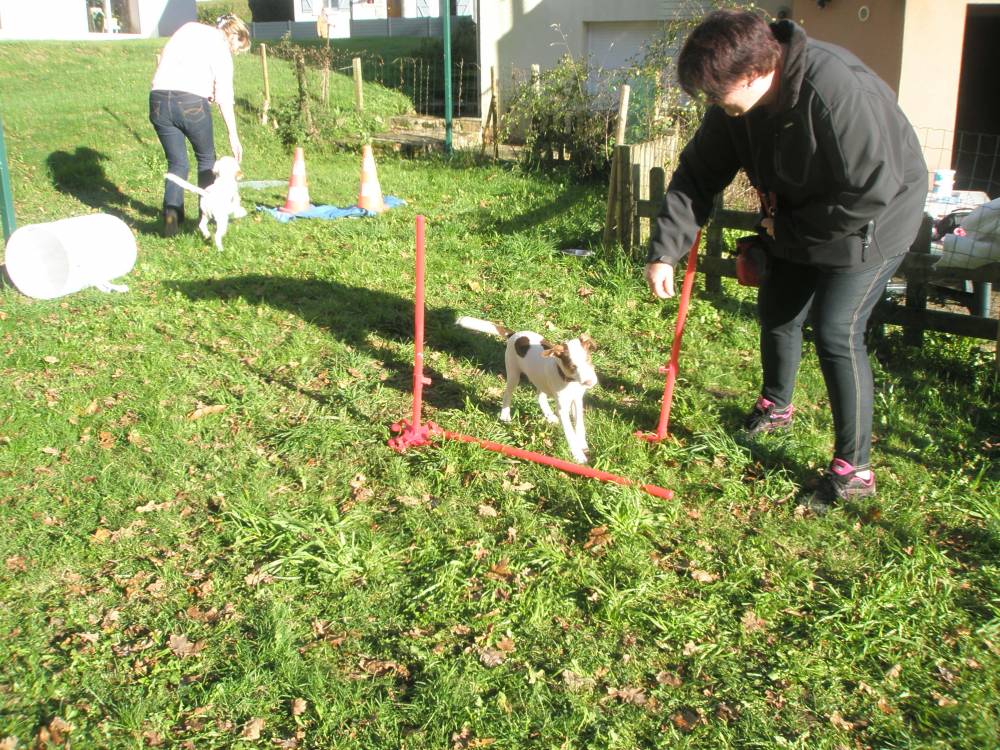 Education canine et comportement canin Belz, éducateur canin et comportementaliste canin Belz