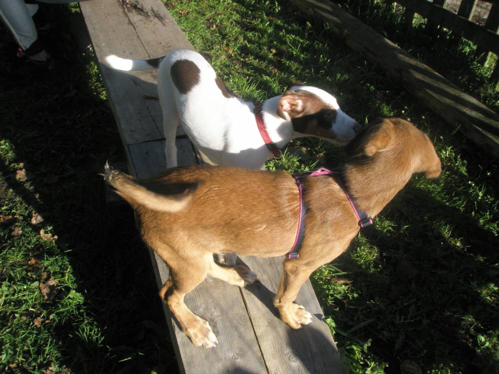 Education canine et comportement canin Etel, éducateur canin et comportementaliste canin Etel