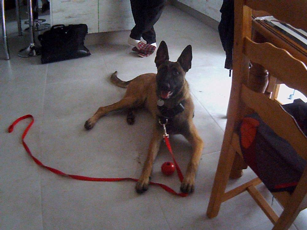 Education canine et comportement canin Baud, éducateur canin et comportementaliste canin Baud