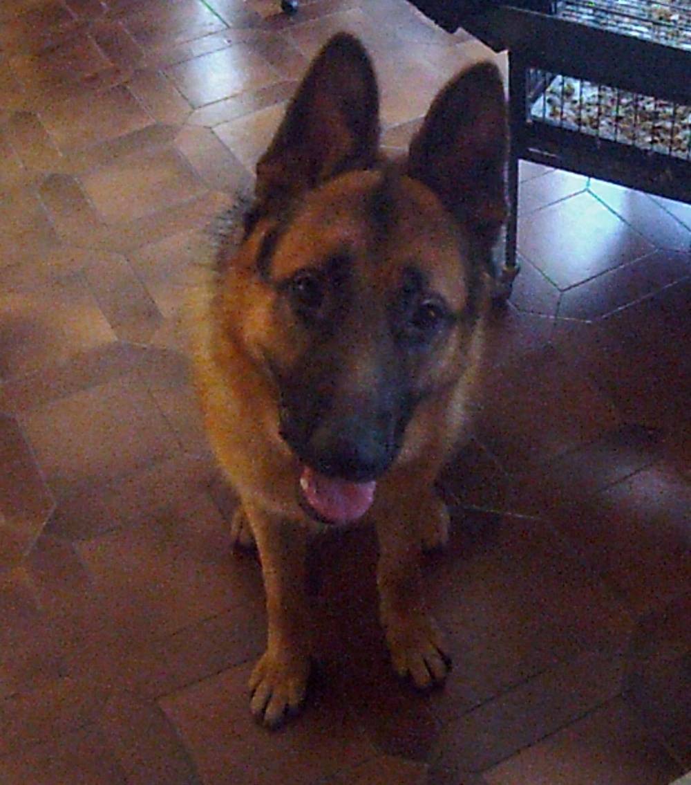  éducateur canin Kervignac, comportementaliste canin Kervignac, éducation canine Kervignac,  comportement canin Kervignac