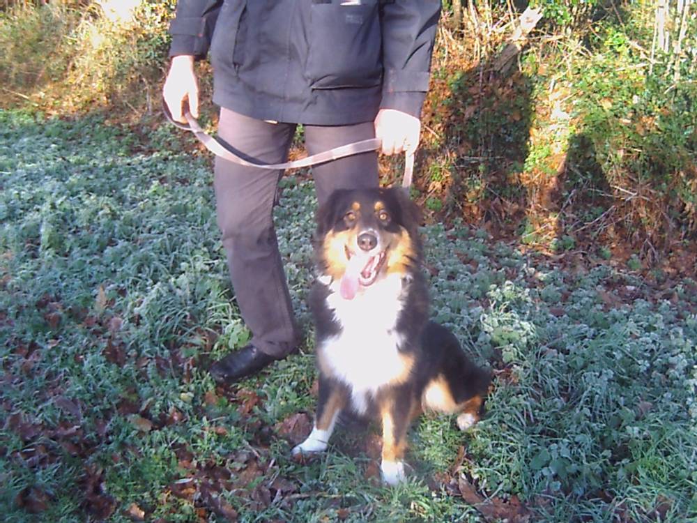  éducateur canin Landaul, comportementaliste canin Landaul, éducation canine Landaul,  comportement canin Landaul