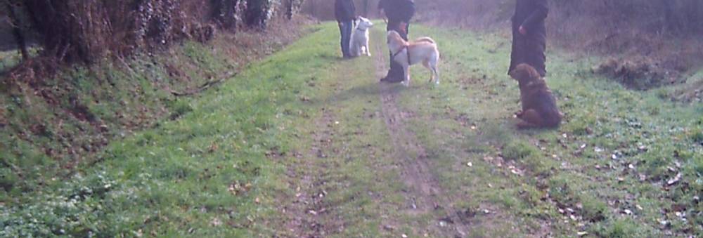  éducateur canin Lanester, comportementaliste canin Lanester, éducation canine Lanester,  comportement canin Lanester