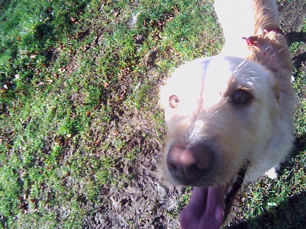  éducateur canin Lanvaudan, comportementaliste canin Lanvaudan, éducation canine  Lanvaudan, comportement canin Lanvaudan