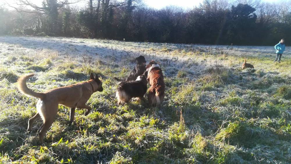  éducateur canin Auray, comportementaliste canin Auray, éducation canine Auray,  comportement canin Auray