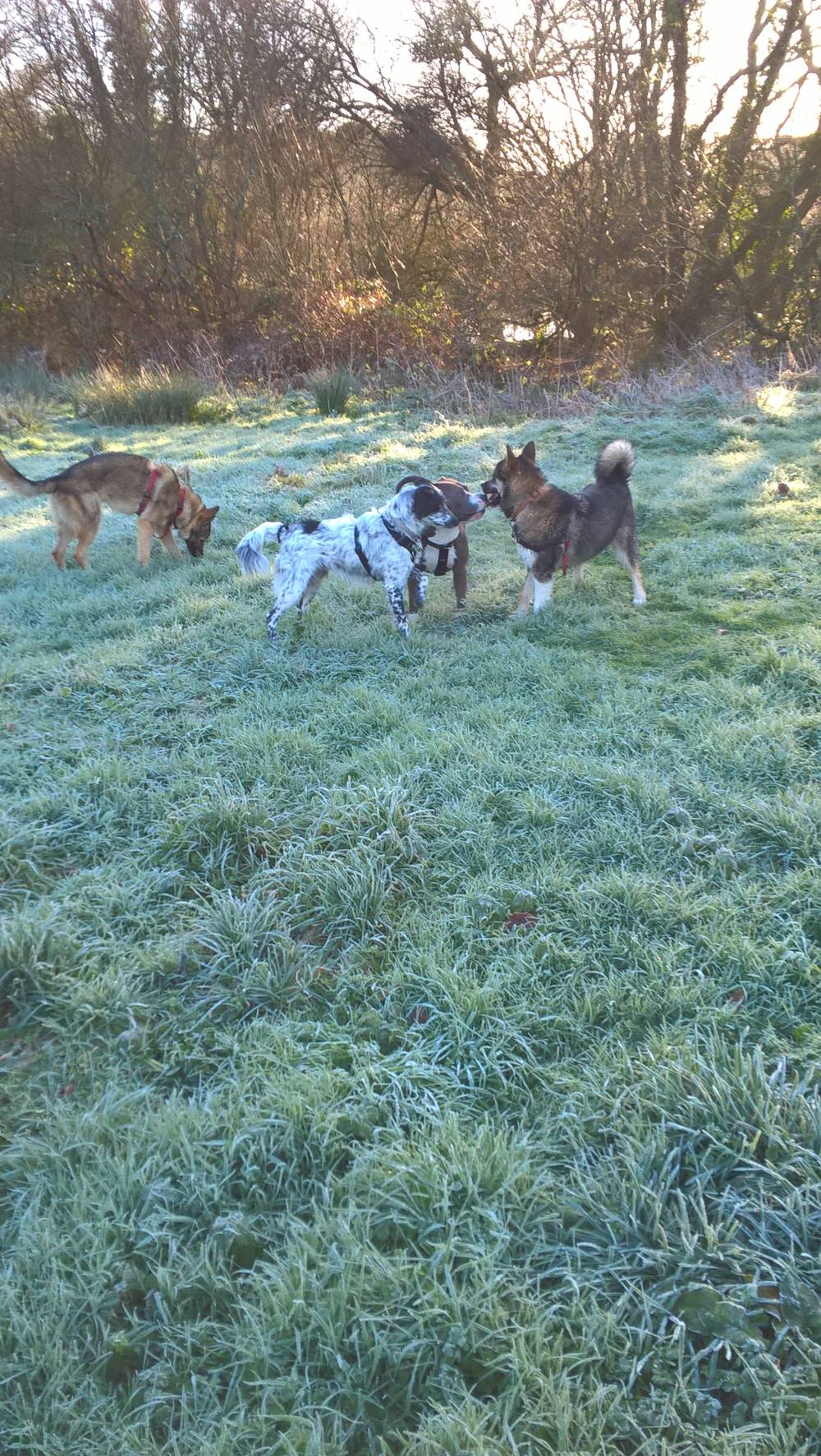 éducateur canin Belz, comportementaliste canin Belz, éducation canine Belz, comportement  canin Belz