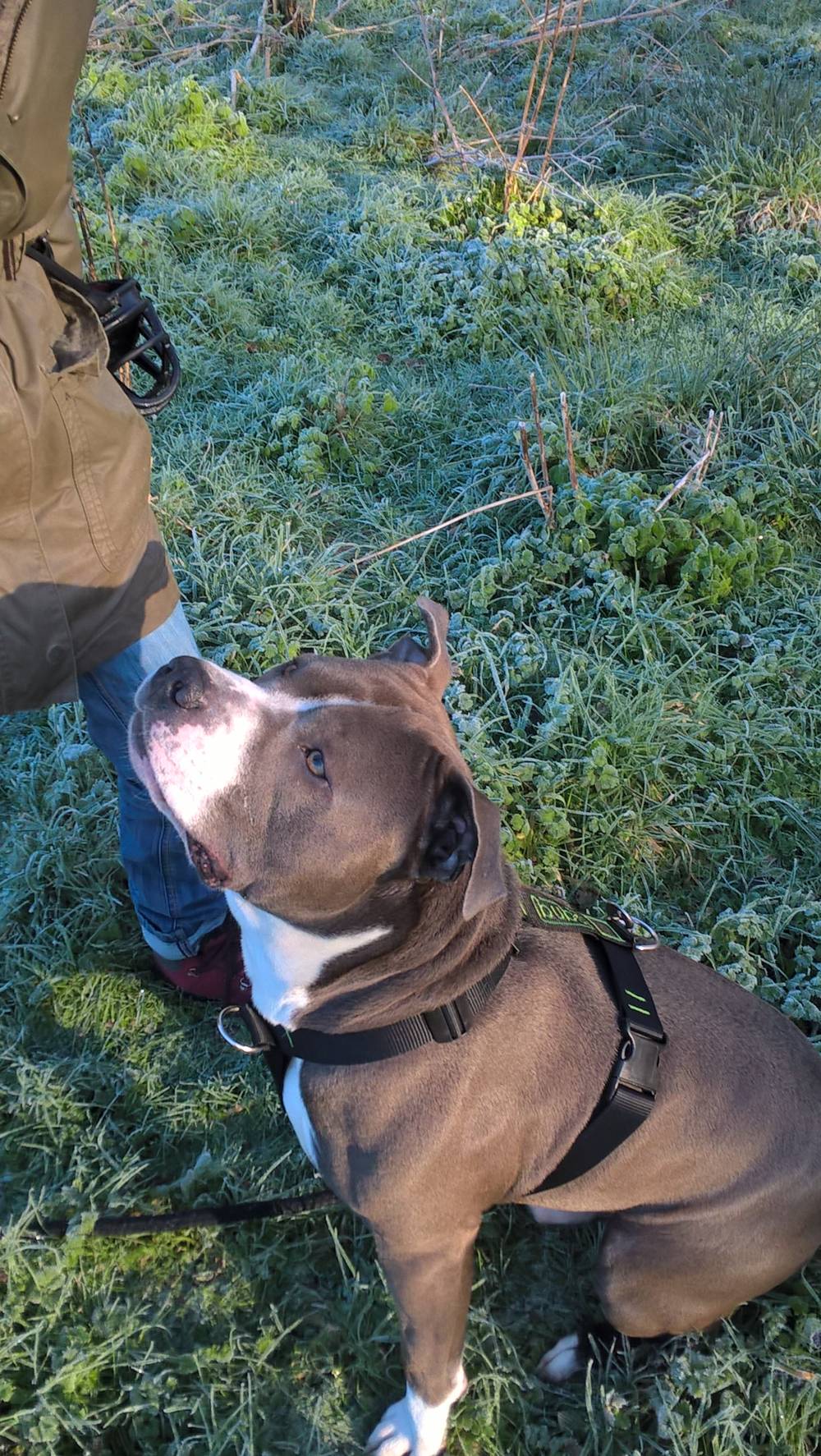  éducateur canin Bieuzy, comportementaliste canin Bieuzy, éducation canine Bieuzy,  comportement canin Bieuzy