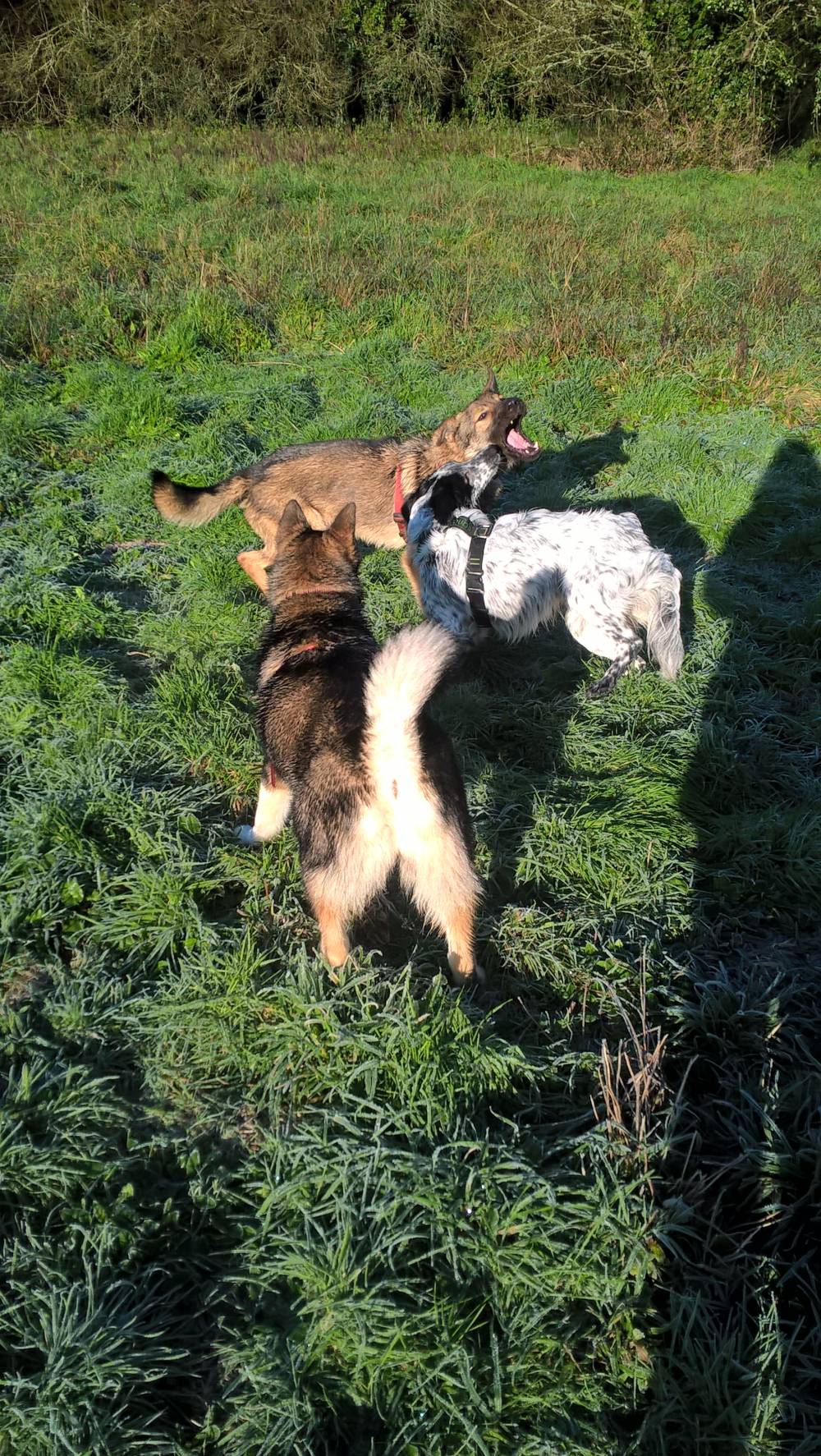  éducateur canin Bieuzy Lanvaux, comportementaliste canin Bieuzy Lanvaux, éducation canine  Bieuzy Lanvaux, comportement canin Bieuzy Lanvaux